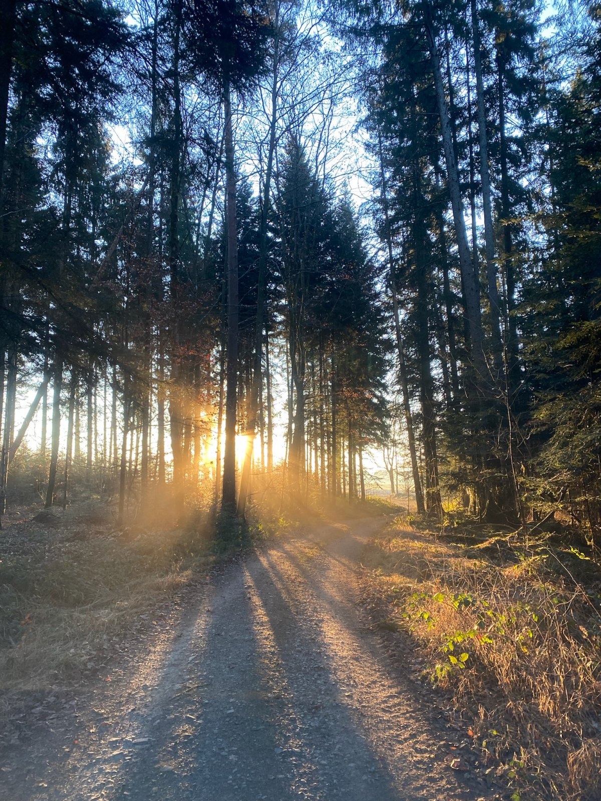 Schnittpunkt Forstbetrieb